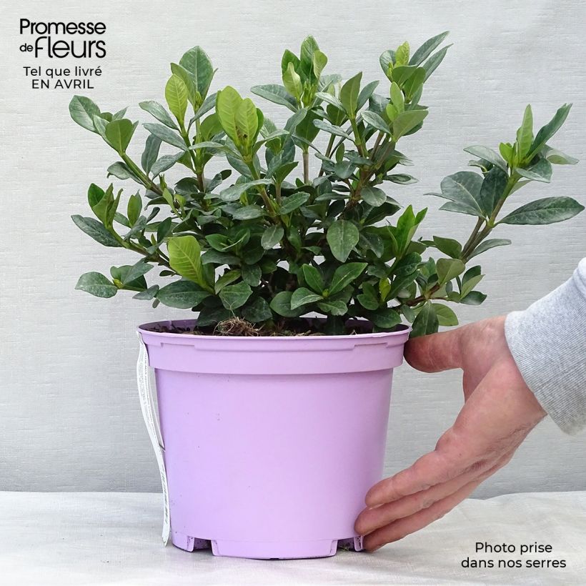 Spécimen de Gardenia jasminoides Crown Jewel - Jasmin du Cap Pot de 2L/3L tel que livré au printemps