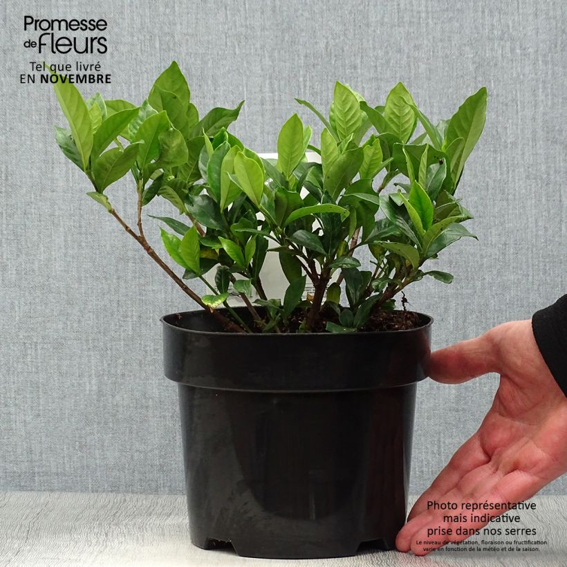 Spécimen de Gardenia jasminoides Double Diamonds   Pot de 3L/4L tel que livré en automne