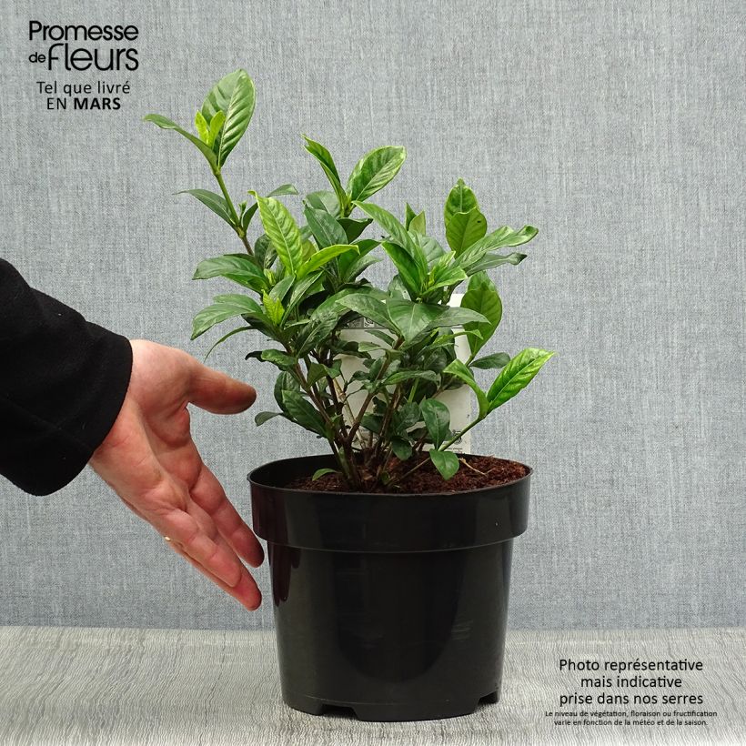 Spécimen de Gardenia jasminoides Double Diamonds   Pot de 3L/4LHauteur livrée env. 25cm tel que livré au printemps