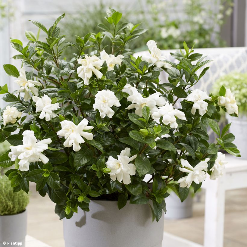 Gardenia jasminoides Double Diamonds   (Floraison)