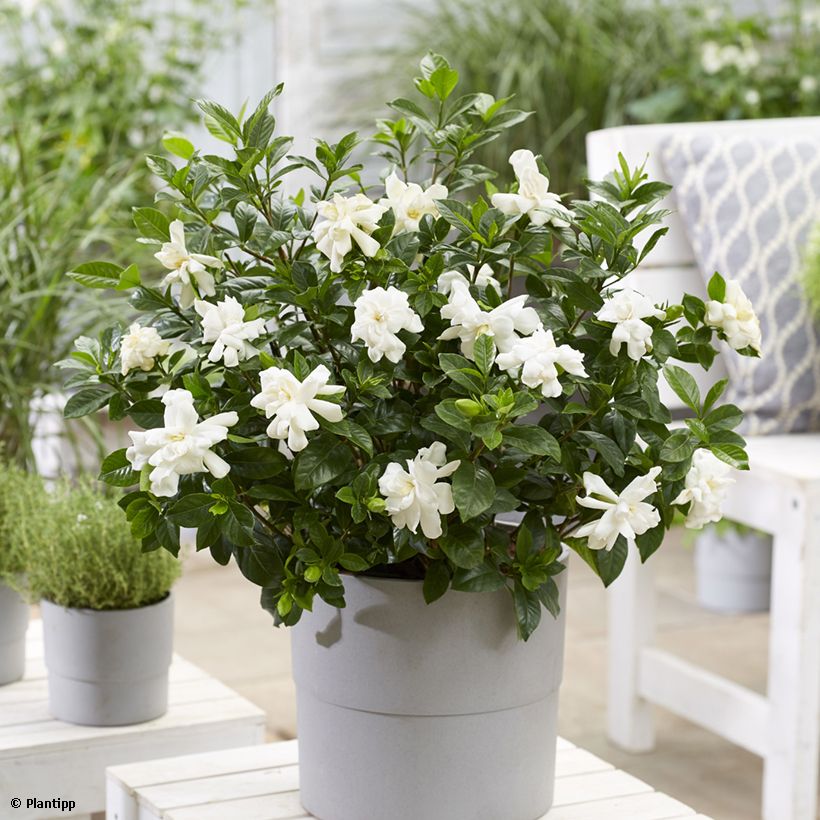 Gardenia jasminoides Double Diamonds   (Port)