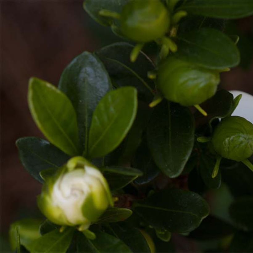Gardenia jasminoides Double Mint (Feuillage)