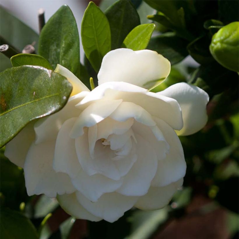 Gardenia jasminoides Double Mint (Floraison)