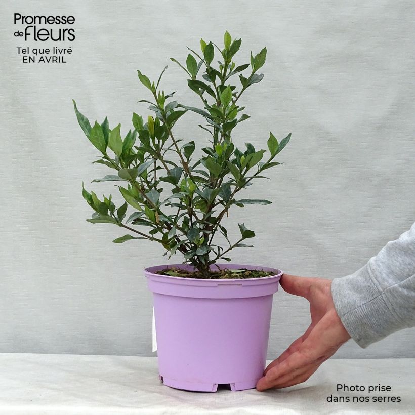 Spécimen de Gardenia jasminoides Double Mint Pot de 2L/3L tel que livré au printemps