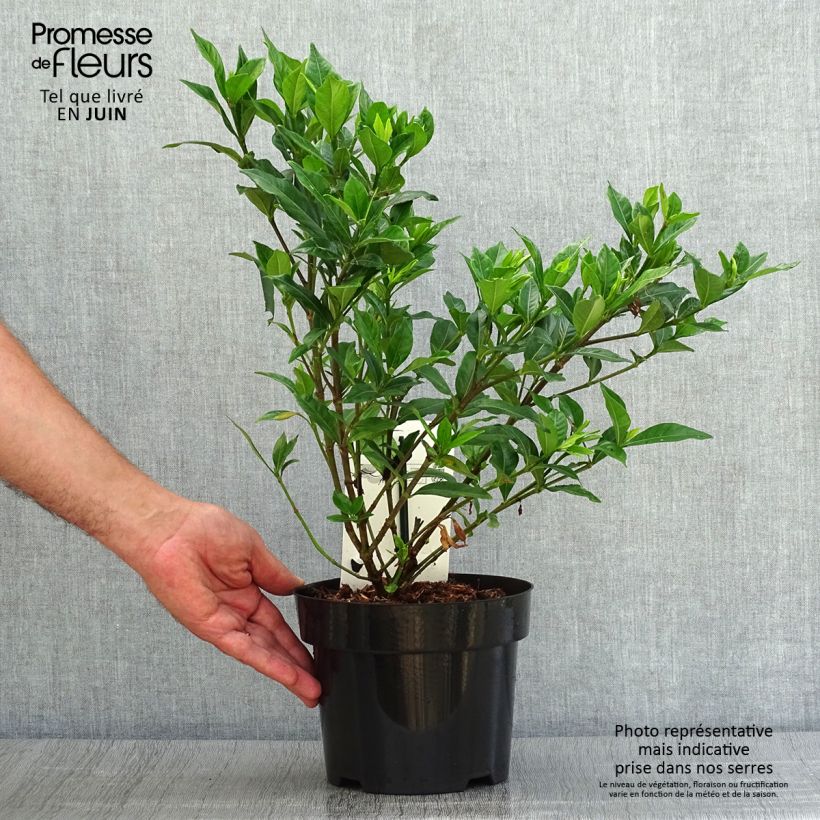 Spécimen de Gardenia jasminoides Double Mint Pot de 2L/3L tel que livré en été