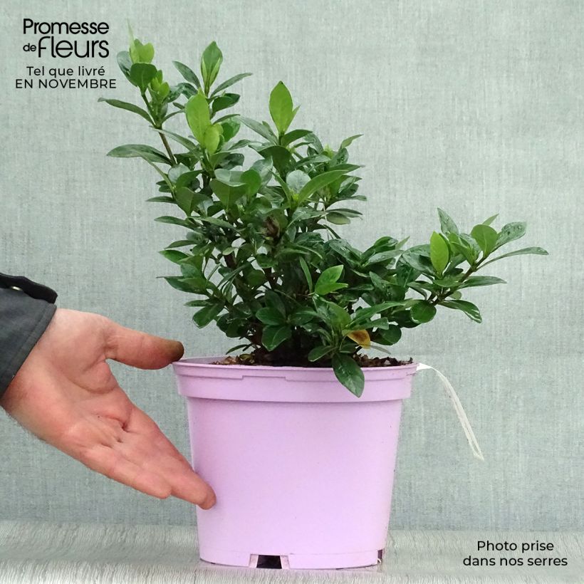 Spécimen de Gardenia jasminoides Kleim's Hardy tel que livré en automne