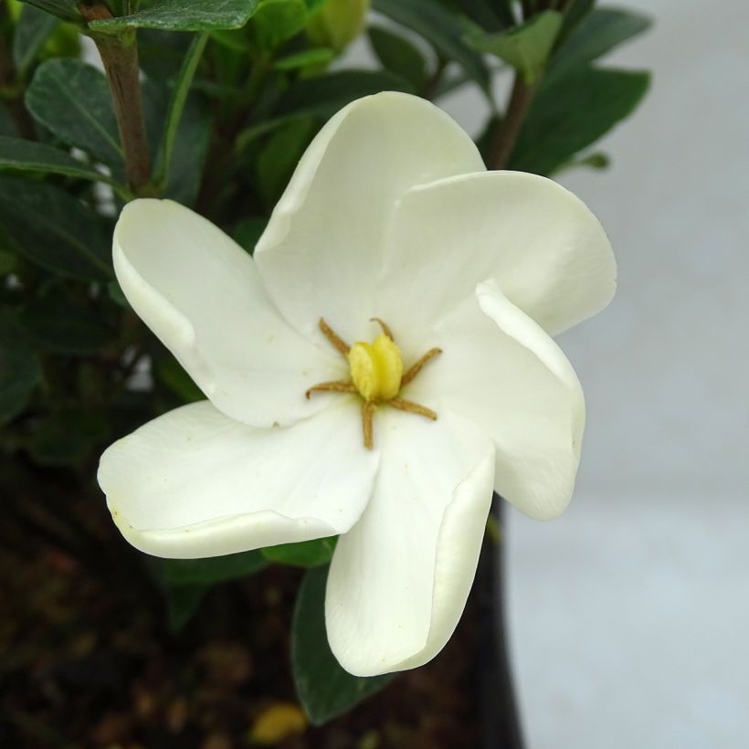 Gardenia jasminoides Kleim's Hardy (Floraison)