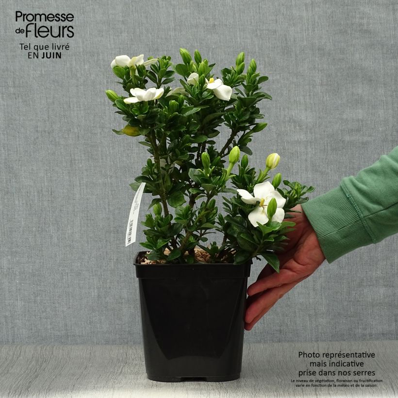 Spécimen de Gardenia jasminoides Kleim's Hardy Pot de 2L/3L tel que livré en été