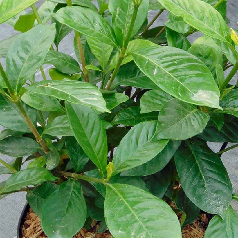 Gardenia jasminoides Perfumed Petticoats (Feuillage)