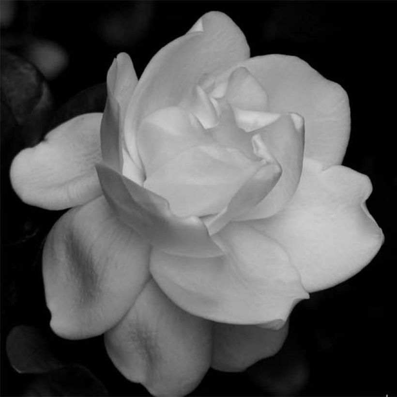 Gardenia jasminoides Perfumed Petticoats (Floraison)