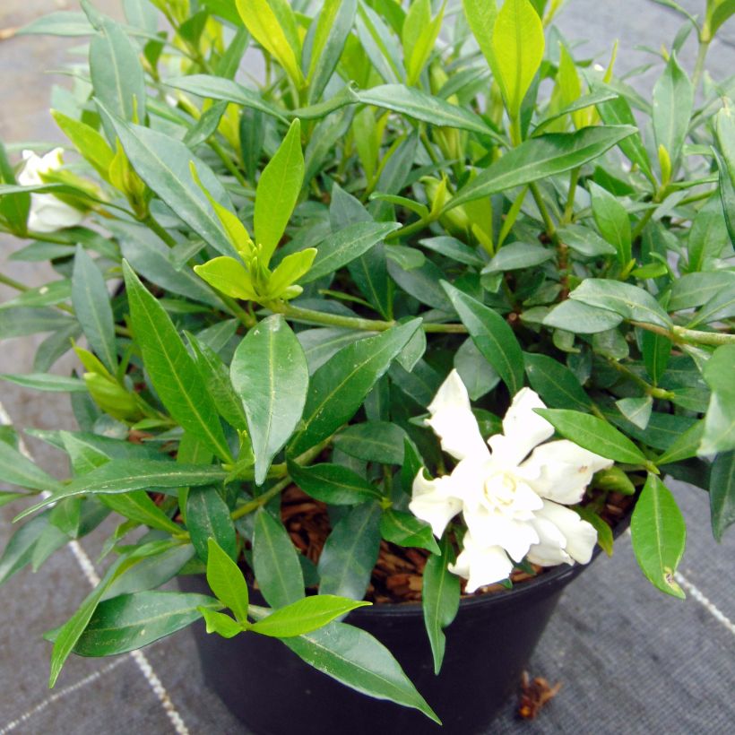 Gardenia jasminoides Perfumed Petticoats (Port)