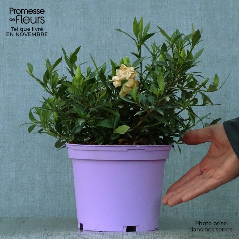 Spécimen de Gardenia jasminoides Perfumed Petticoats Pot de 2L/3L tel que livré en automne
