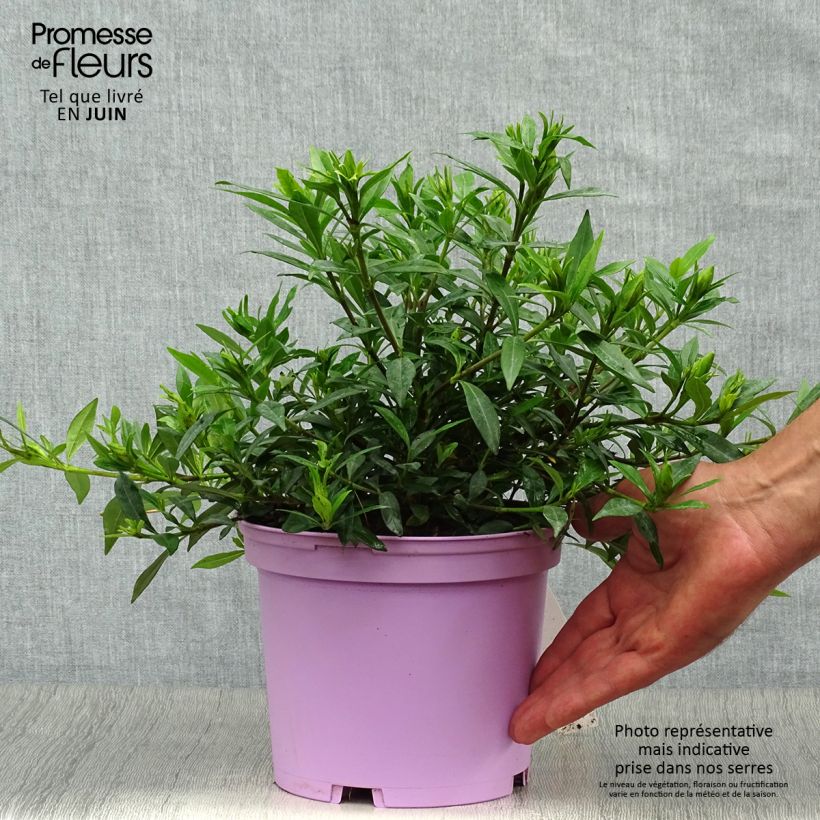 Spécimen de Gardenia jasminoides Perfumed Petticoats Pot de 2L/3L tel que livré en été