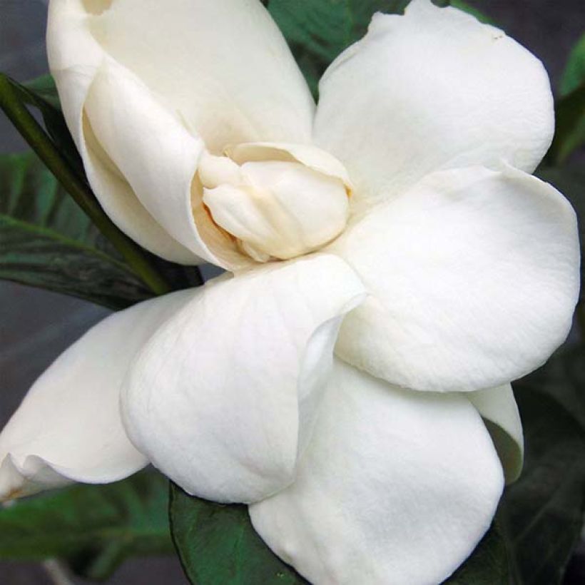 Gardenia jasminoides Summer Snow. (Floraison)