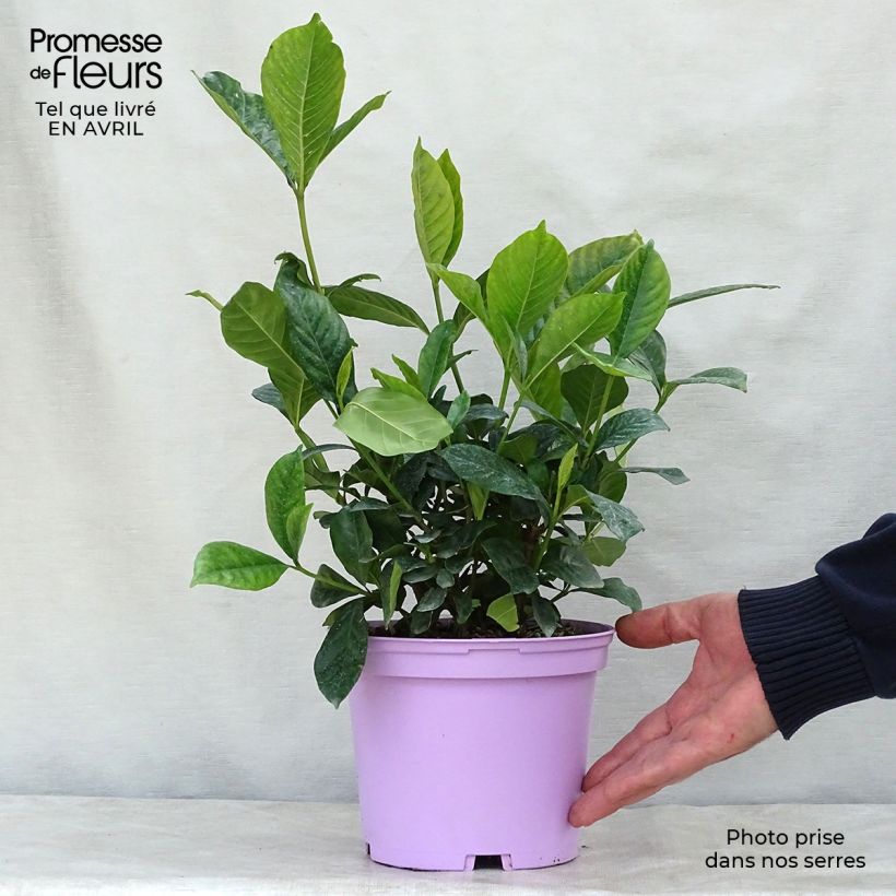 Spécimen de Gardenia jasminoides Summer Snow. Pot de 3L/4L tel que livré au printemps