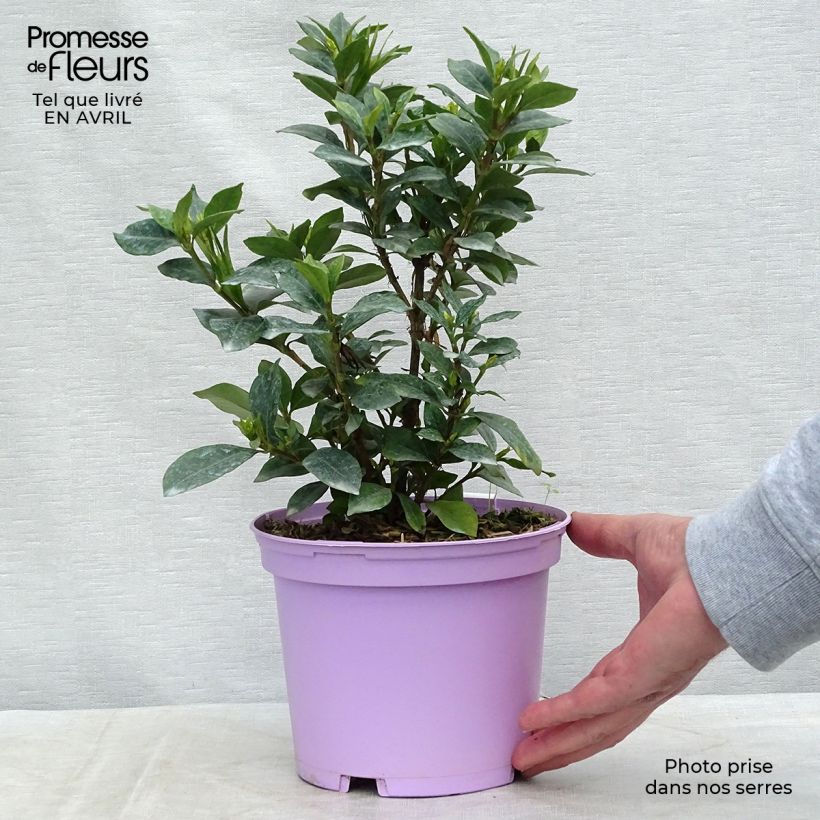 Spécimen de Gardénia rustique Pinwheel Pot de 2L/3L tel que livré au printemps