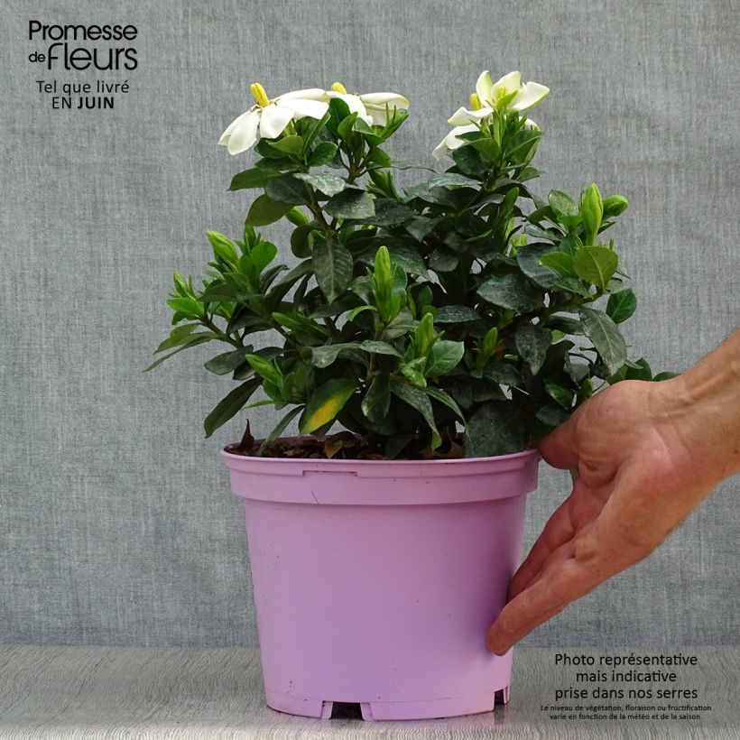 Spécimen de Gardénia rustique Pinwheel Pot de 2L/3L tel que livré en été