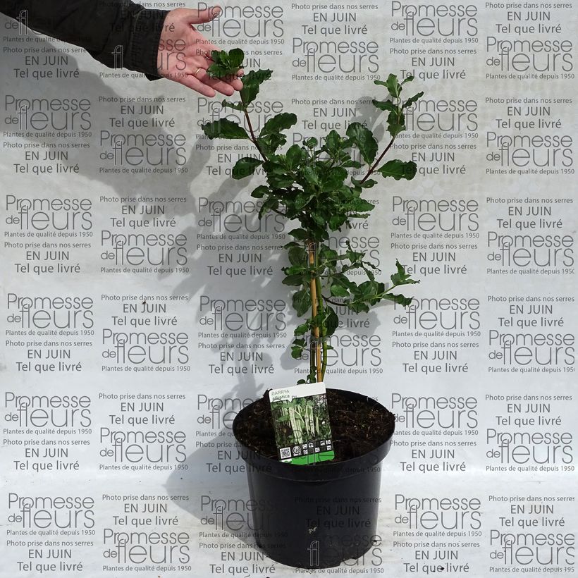 Exemple de spécimen de Garrya elliptica - Garrya à feuilles elliptiques Livré en pot de 10 L. tel que livré