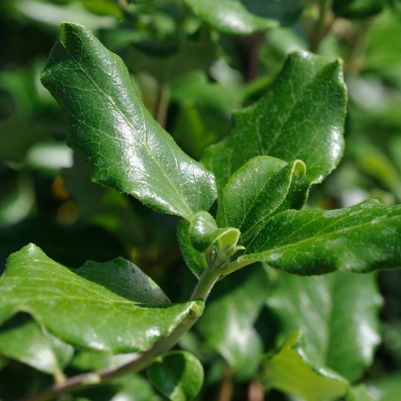 Garrya elliptica James Roof (Feuillage)