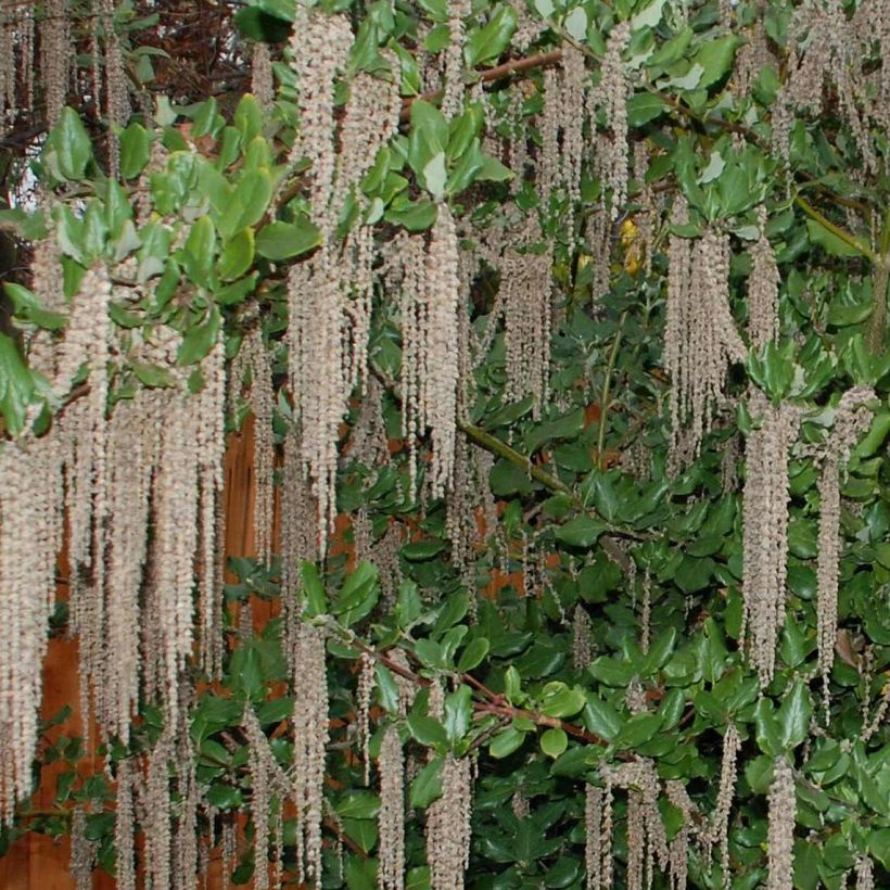 Garrya elliptica James Roof (Floraison)