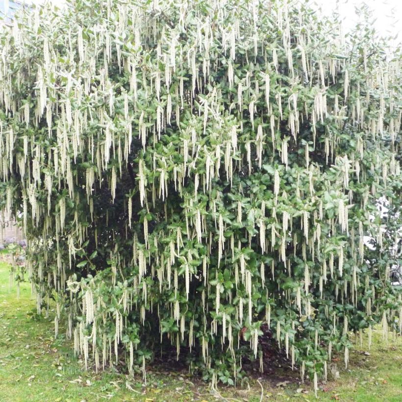 Garrya elliptica James Roof (Port)