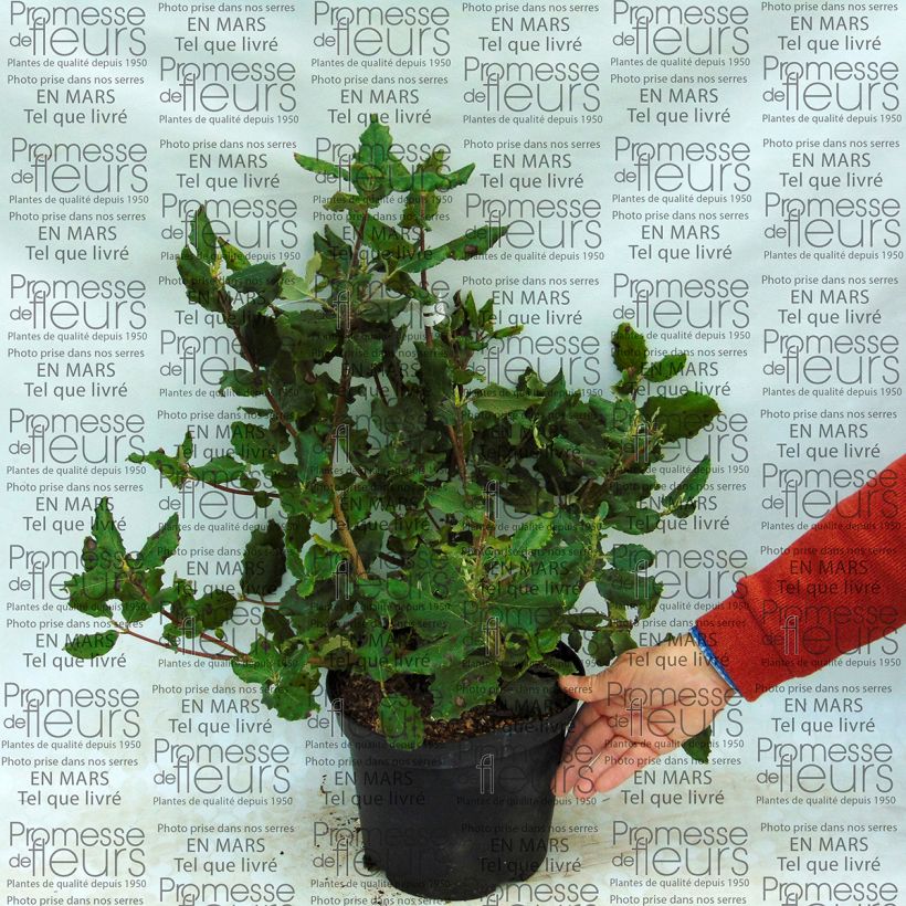 Exemple de spécimen de Garrya elliptica James Roof Pot de 2L/3L tel que livré