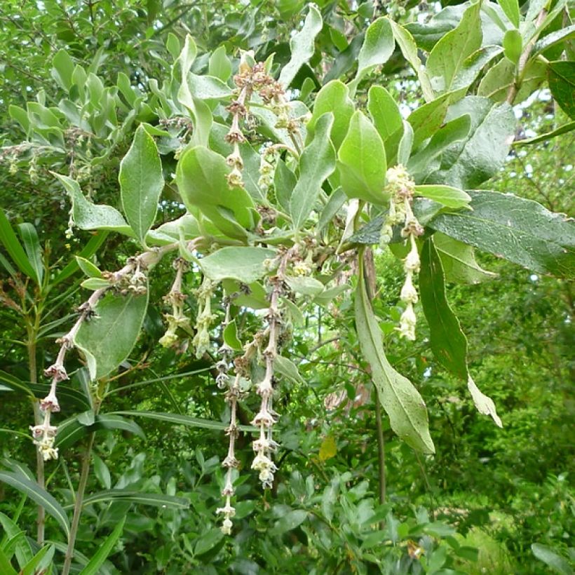 Garrya (x) thuretii  (Floraison)