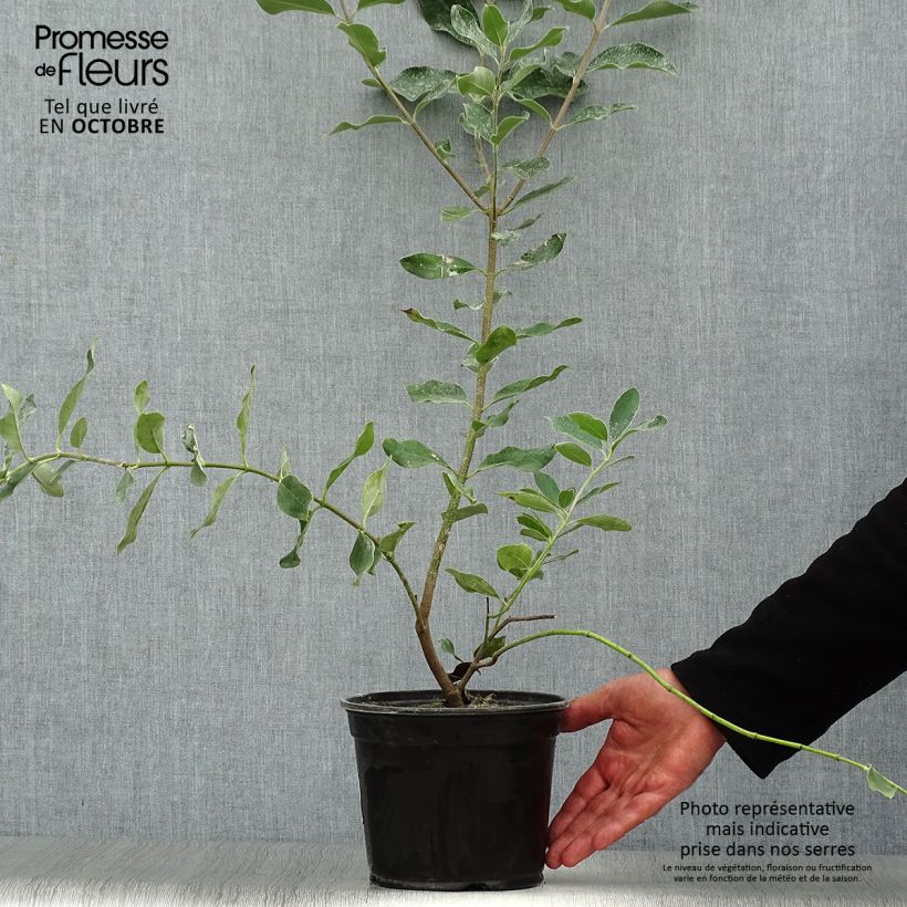 Spécimen de Garrya (x) thuretii  Pot de 2L/3L tel que livré en automne