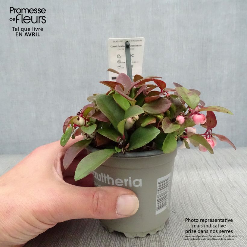 Spécimen de Gaultheria procumbens Color Surprise  Pot de 10,5 cm tel que livré au printemps