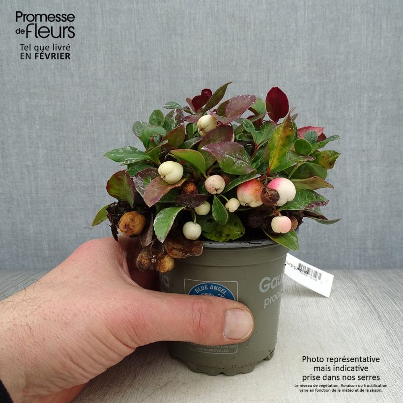 Spécimen de Gaultheria procumbens Color Surprise  Pot de 10 cm/11cm tel que livré en hiver