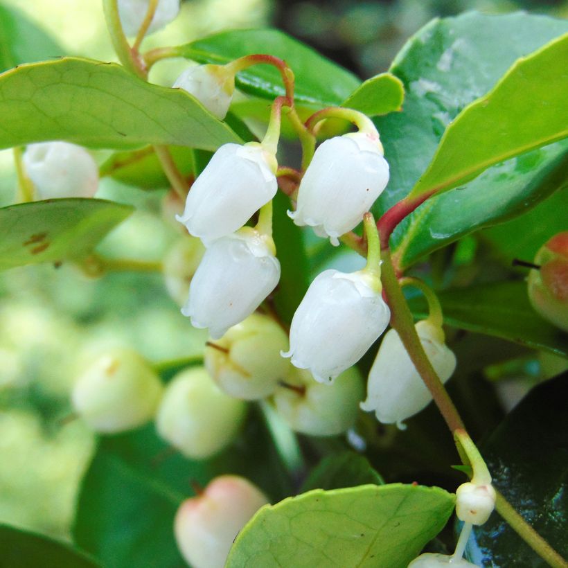 Gaultheria procumbens - Gaulthérie couchée (Floraison)