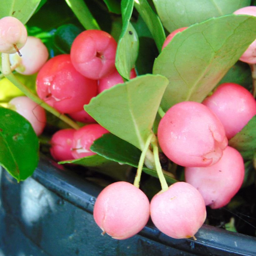 Gaultheria procumbens - Gaulthérie couchée (Récolte)