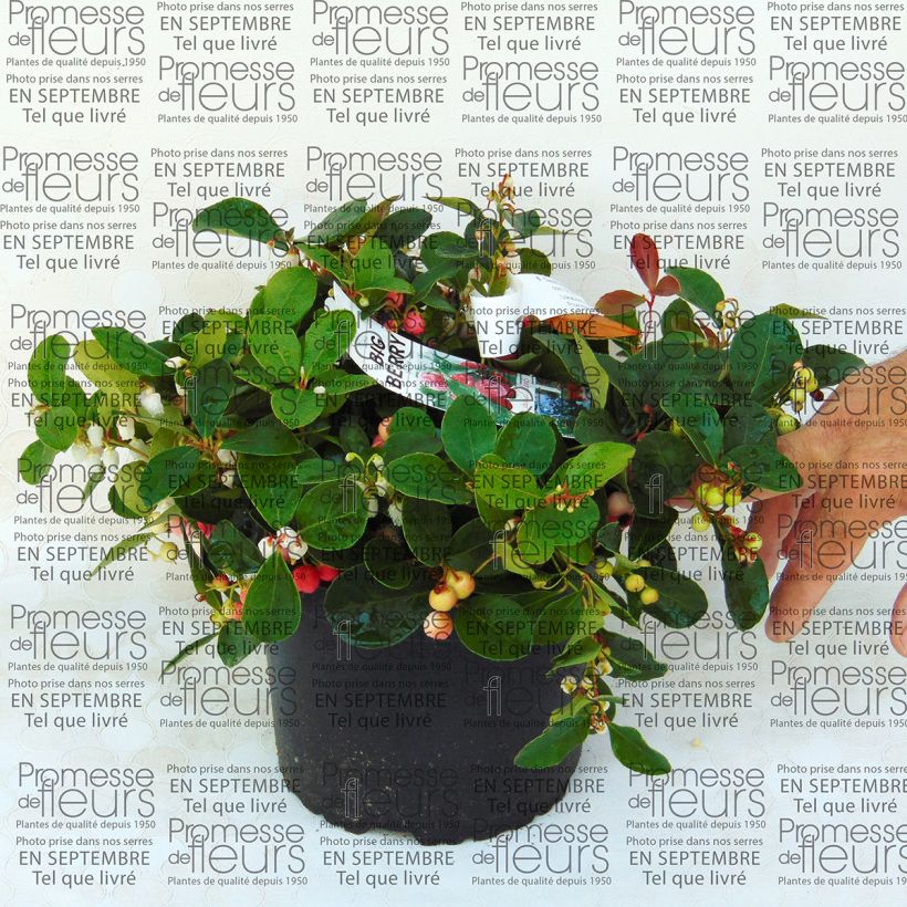 Exemple de spécimen de Symplocos paniculata Pot de 6L/7LHauteur livrée env. 60/80cm tel que livré