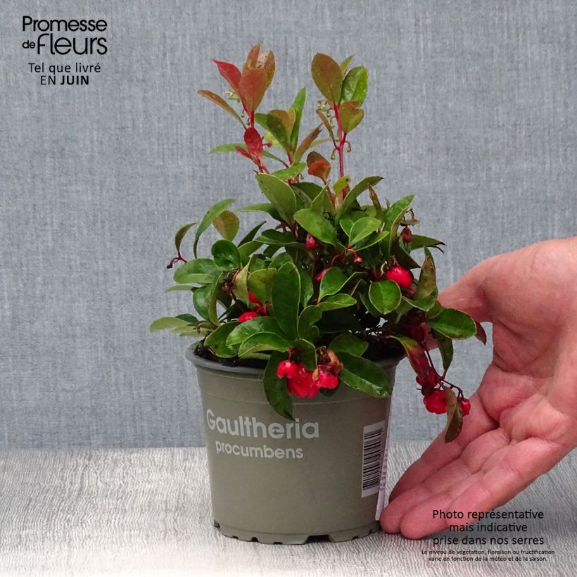 Spécimen de Gaultheria procumbens - Gaulthérie couchée Godet de 8/9 cm tel que livré en été