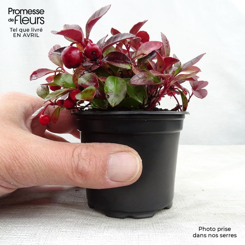 Spécimen de Gaultheria procumbens - Gaulthérie couchée en en pot de 9cm tel que livré au printemps