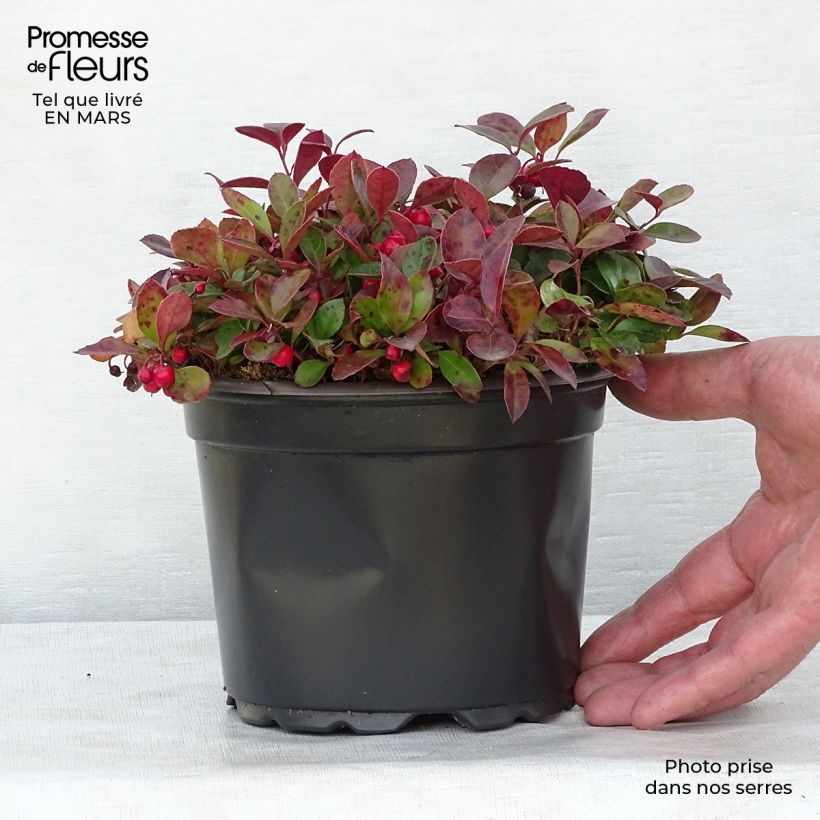 Spécimen de Gaultheria procumbens - Gaulthérie couchée en pot de 2L tel que livré au printemps