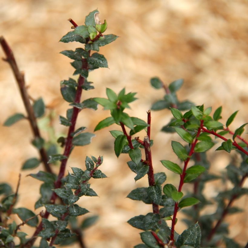 Gaulthérie - Pernettya mucronata (Feuillage)