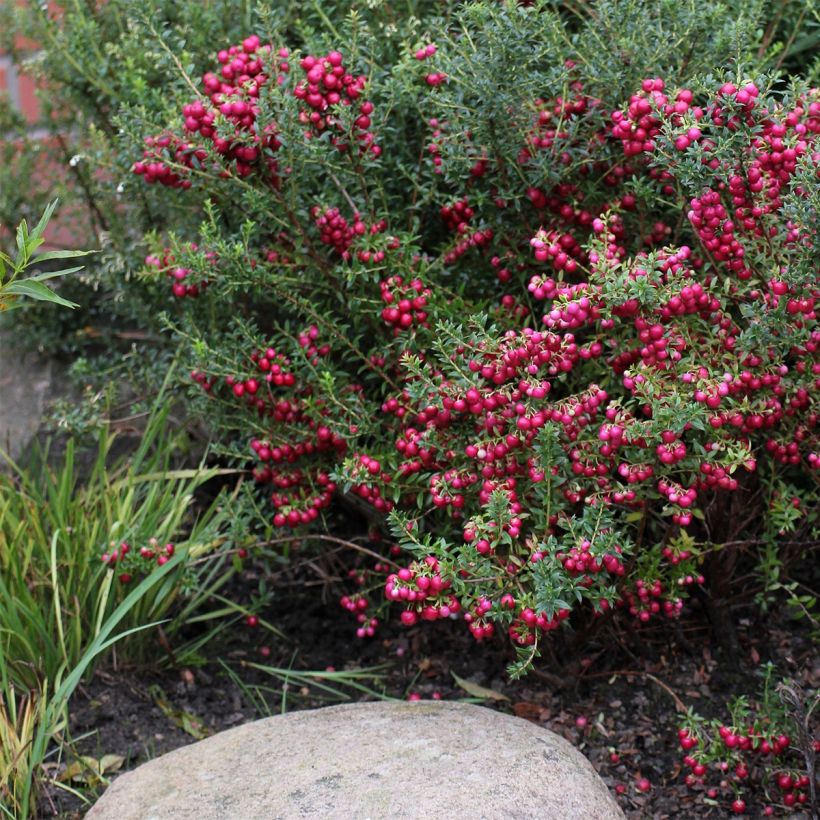 Gaulthérie - Pernettya mucronata (Port)