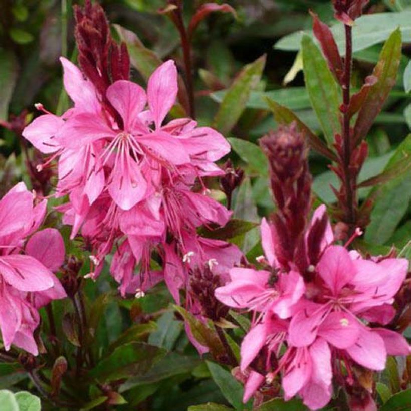 Gaura Crimson Butterfly (Floraison)