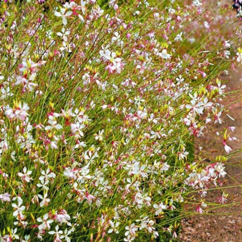 Gaura lindheimeri blanche Snowstorm (Port)