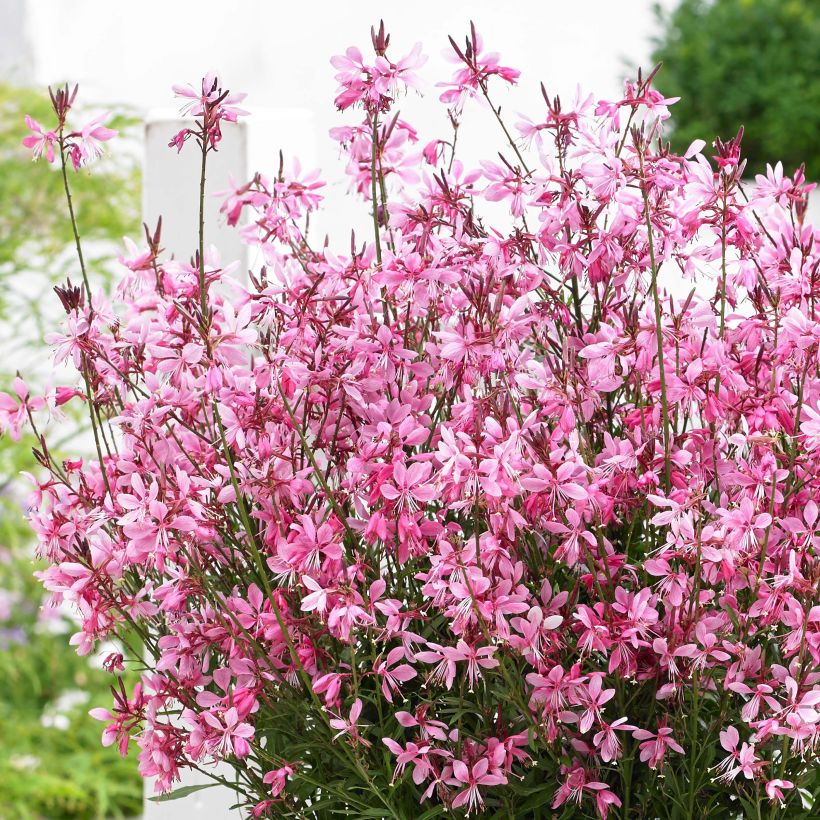 Gaura lindheimeri Baby Butterfly Dark Pink - Gaura de Lindheimer nain (Floraison)