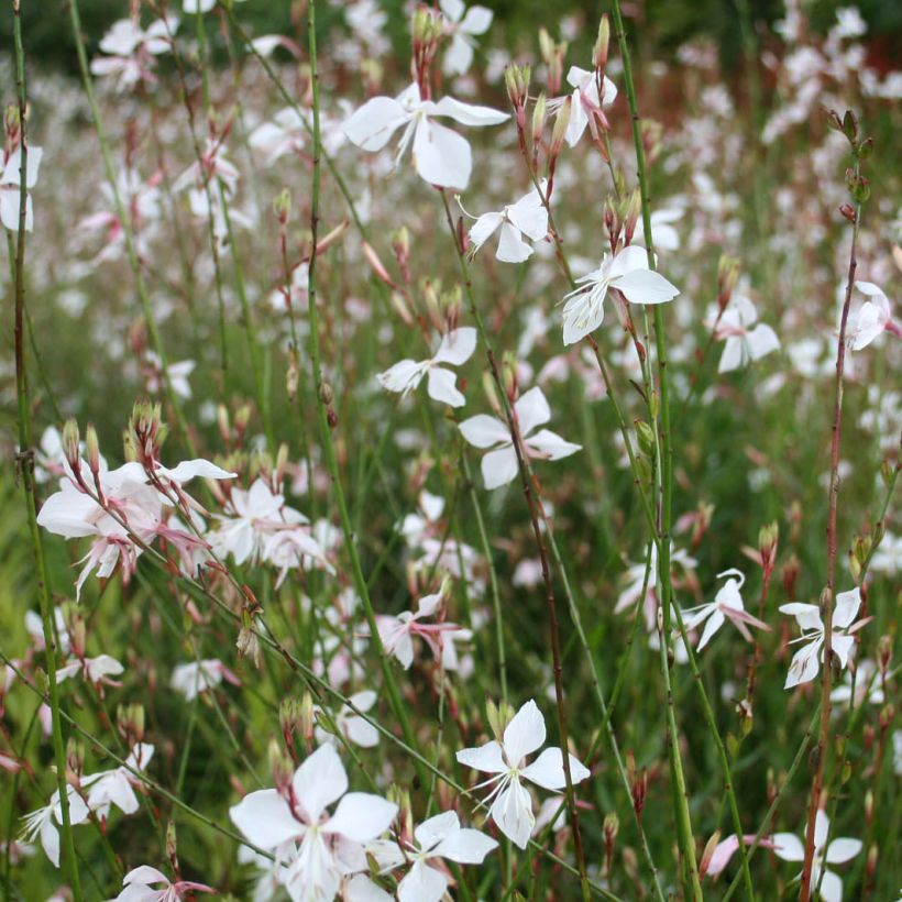 Gaura lindheimeri Blanche - Gaura de Lindheimer  (Floraison)