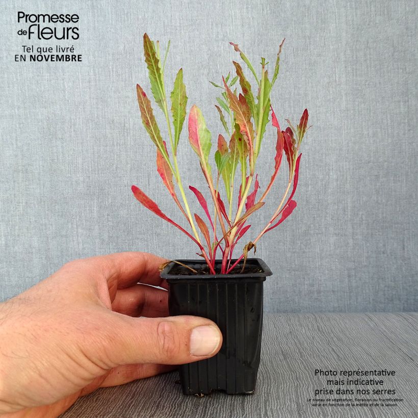 Spécimen de Gaura lindheimeri Blanche - Gaura de Lindheimer  tel que livré en automne