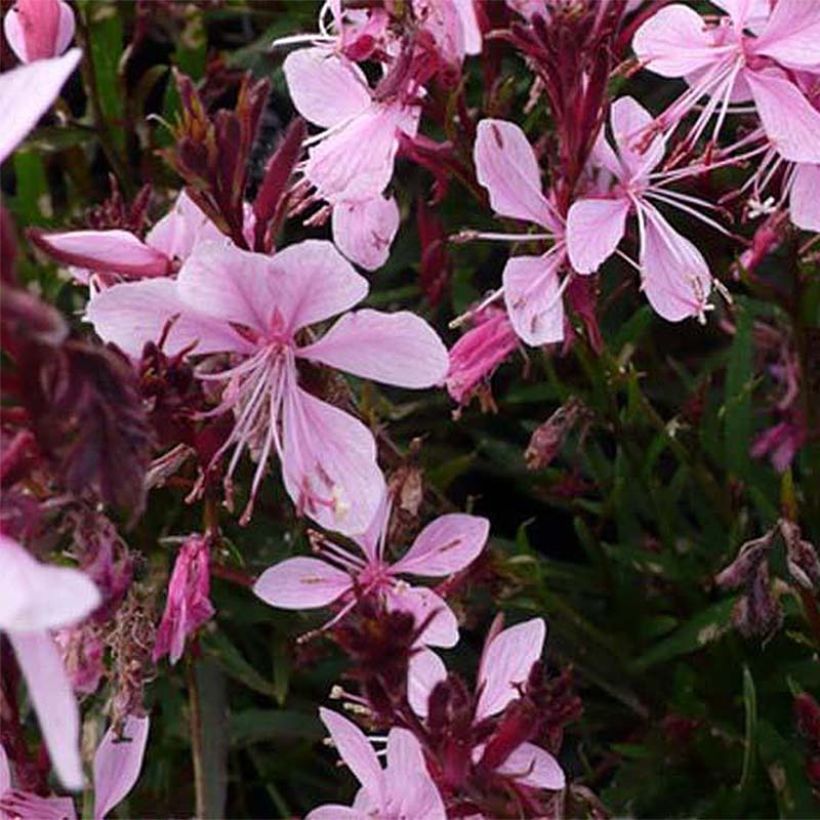 Gaura lindheimeri Blaze - Gaura de Lindheimer (Floraison)