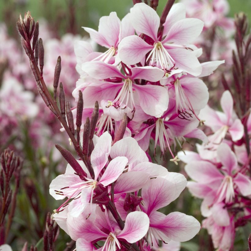 Gaura lindheimeri Cherry Brandy - Gaura de Lindheimer rose vif (Floraison)