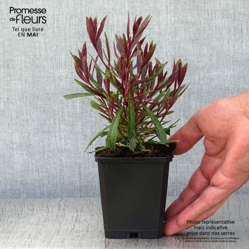 Spécimen de Gaura lindheimeri Cherry Brandy - Gaura de Lindheimer rose vif Godet de 9cm tel que livré au printemps