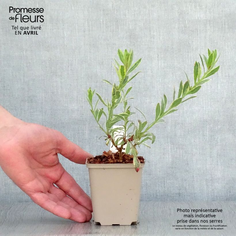 Spécimen de Gaura lindheimeri Freefolk Rosy Godet de 8 cm tel que livré au printemps