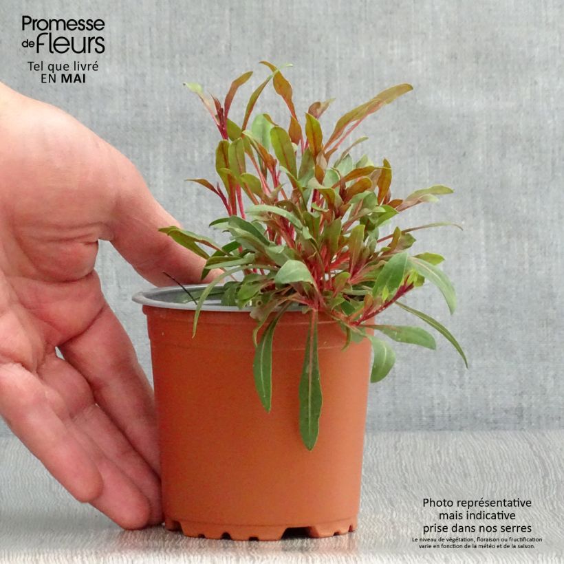 Spécimen de Gaura lindheimeri Lillipop Pink - godet de 8/9cm tel que livré au printemps