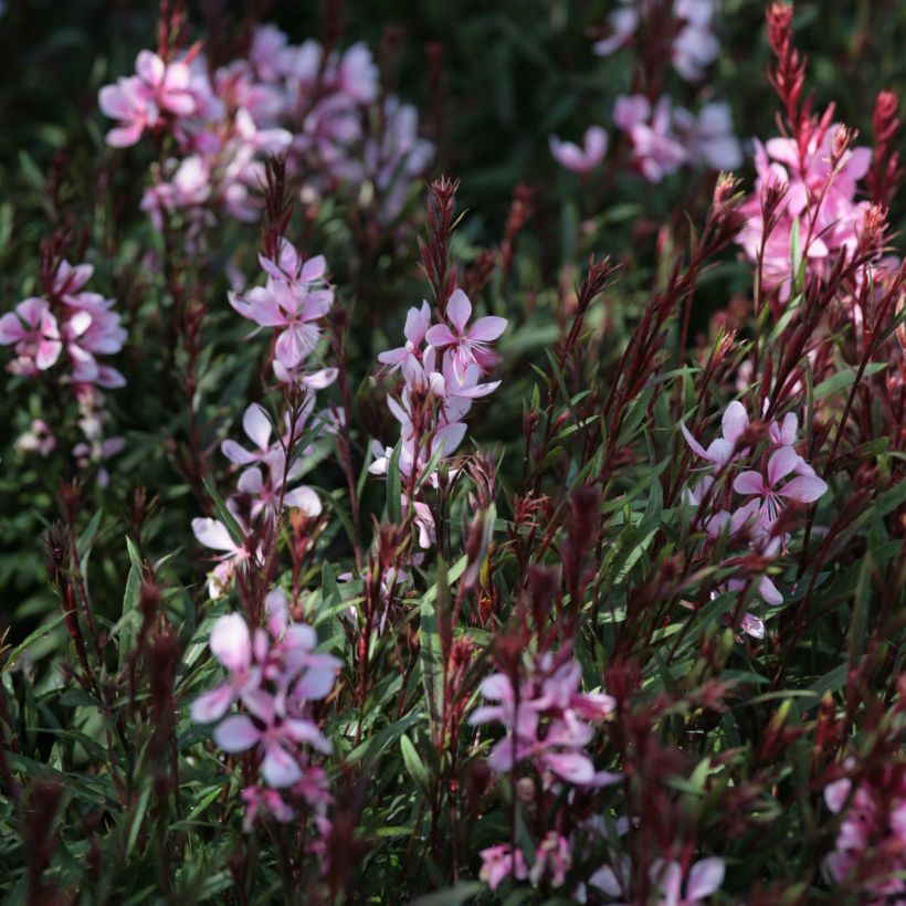 Gaura lindheimeri Passionate Blush  (Floraison)