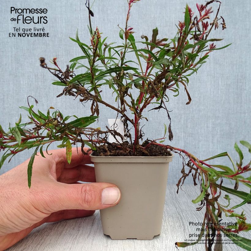 Spécimen de Gaura lindheimeri Passionate Blush  Godet de 8/9 cm tel que livré en automne